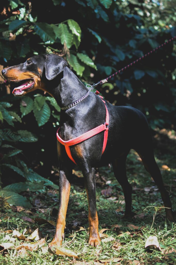 pexels-abhijith-ts-33843905-11014011